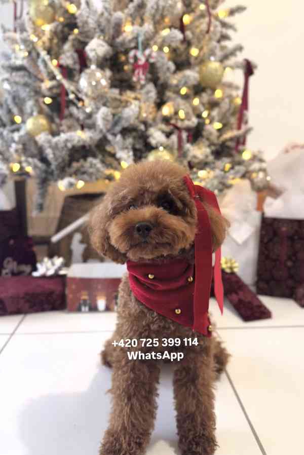 Toy Poodle red brown 500€ - foto 10