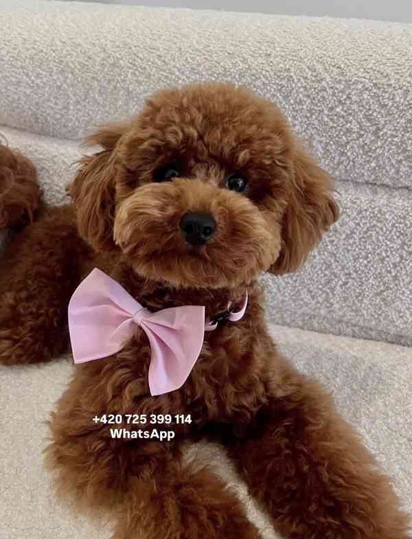 Toy Poodle red brown 500€ - foto 3