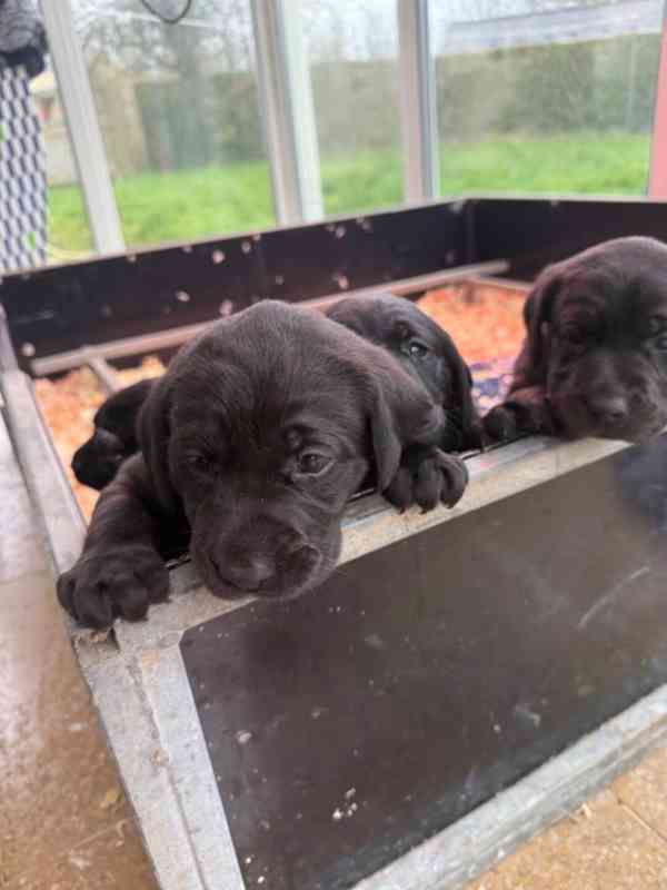 Labradorský retrívr s PP - foto 1