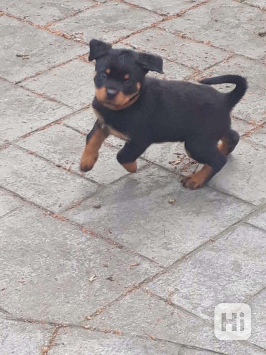 Štěňata čistokrevného rotvajlera - foto 1