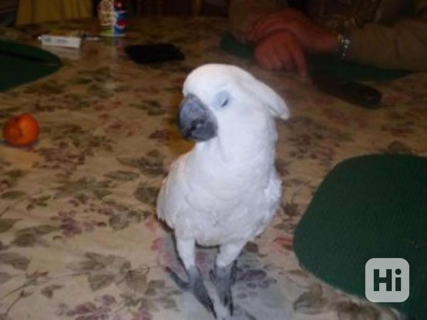 Krásný papoušek kakadu deštníkového odchovaný doma k adopci - foto 1