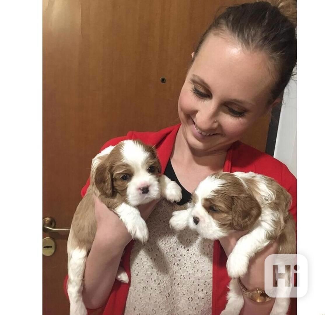  Kavalír king charles spaniel s pp - foto 1