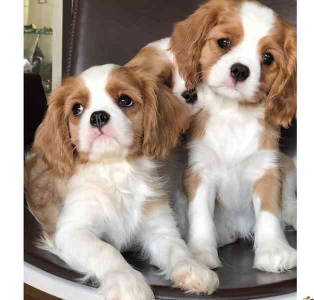  Kavalír king charles spaniel s pp - foto 2