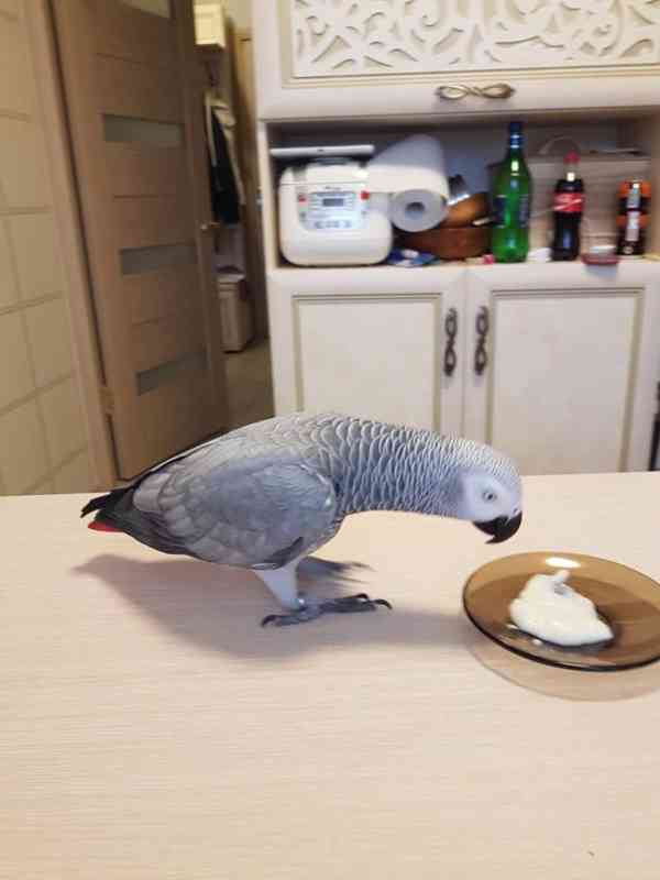 Pár afrických šedých papoušků - foto 2