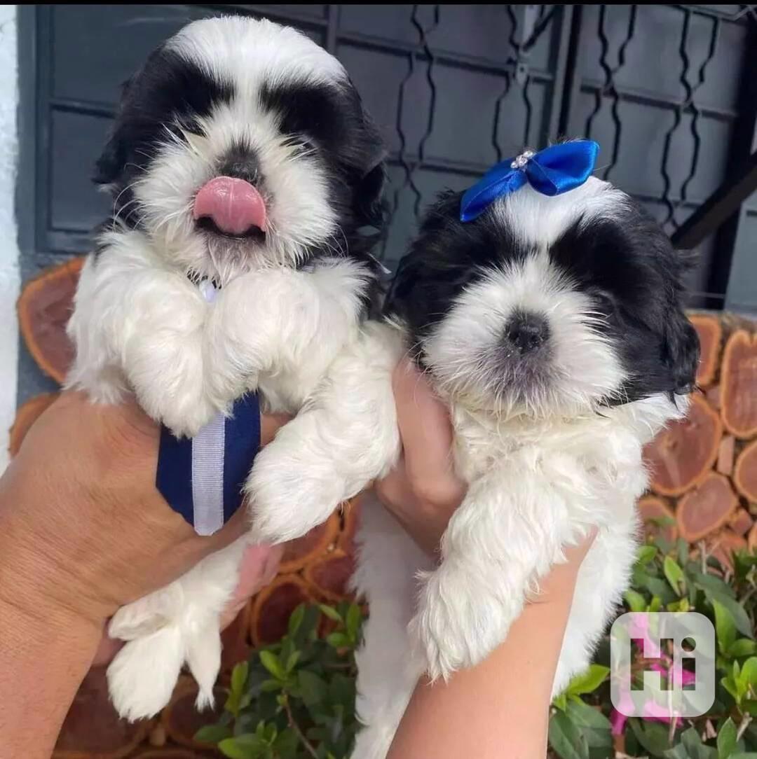 S radostí oznamuji naše krásná štěňátka shih tzu.  Je jim 12 - foto 1