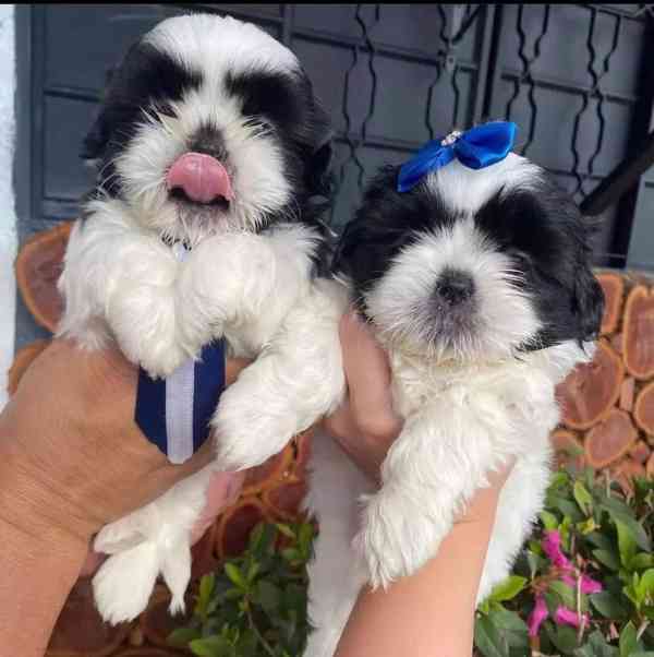 S radostí oznamuji naše krásná štěňátka shih tzu.  Je jim 12 - foto 1