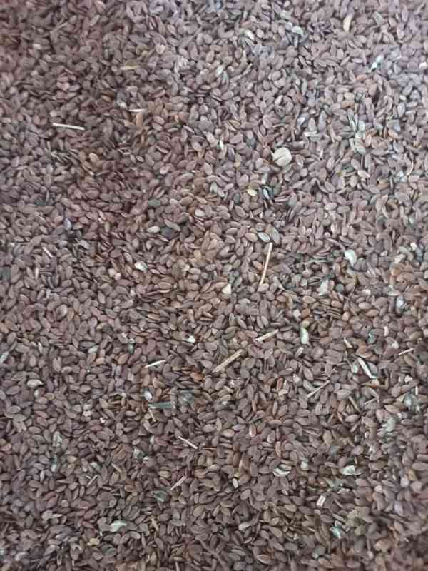 Brown flaxseed (lněné semínko) - foto 2