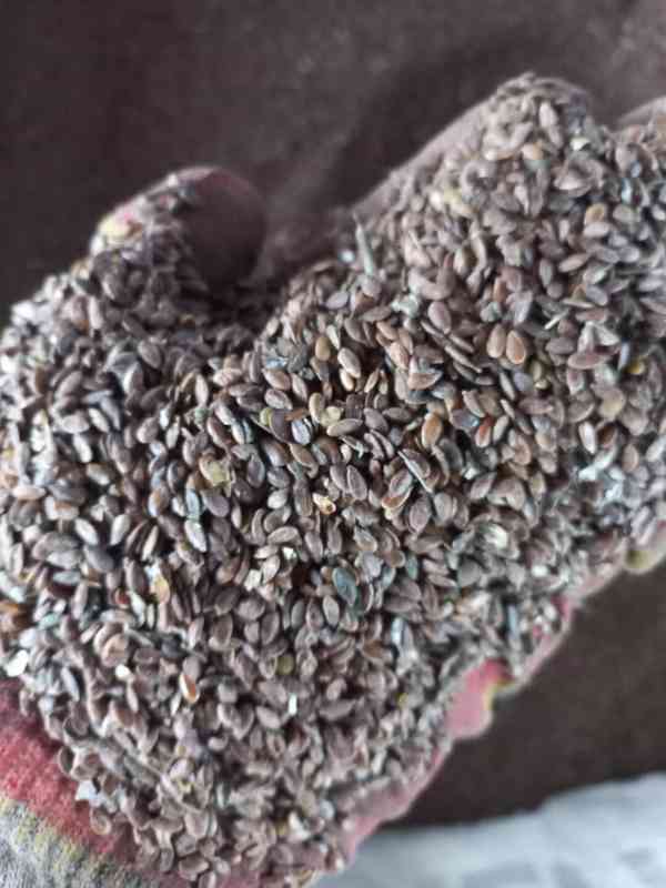 Brown flaxseed (lněné semínko) - foto 1