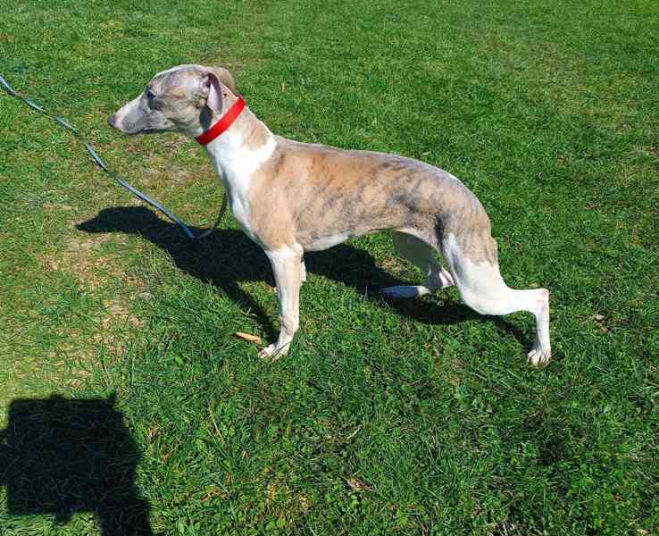 Vipet /Whippet/ - pejsek s PP - foto 2