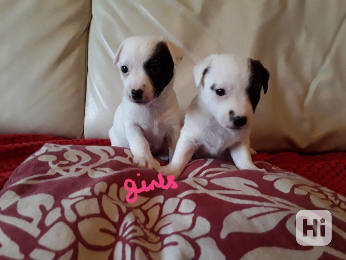 Štěně tradičního Jack Russella s krátkýma nohama - foto 1