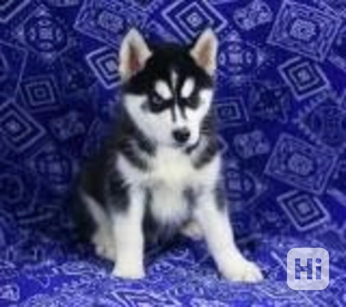 Ohromující sibiřský husky  - foto 1
