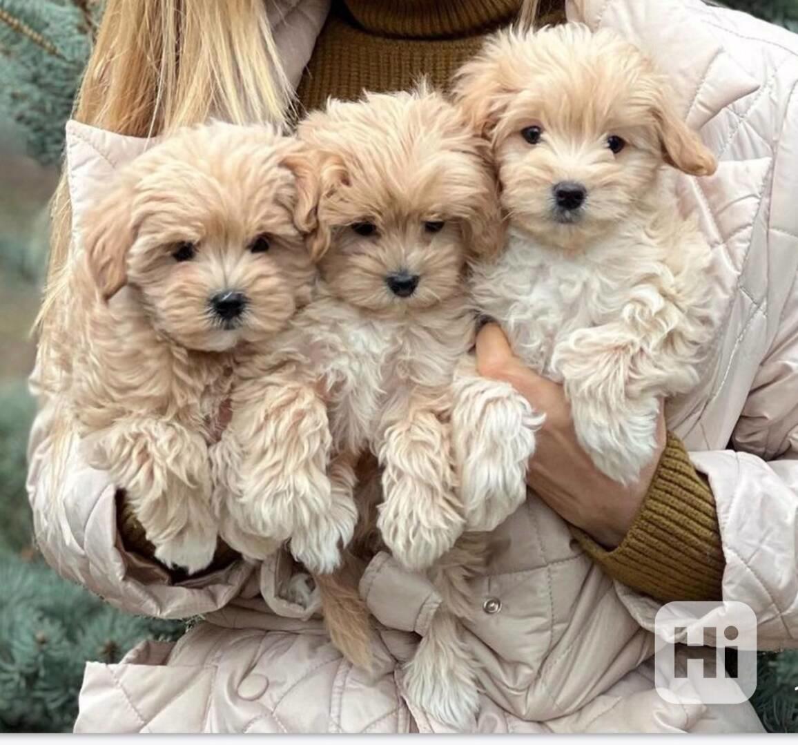 Štěňata maltipoo - foto 1