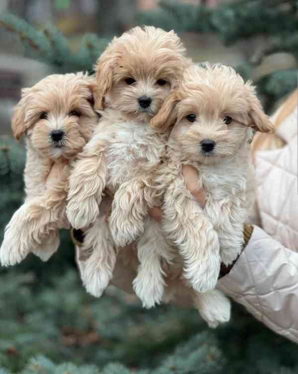 Štěňata maltipoo - foto 2