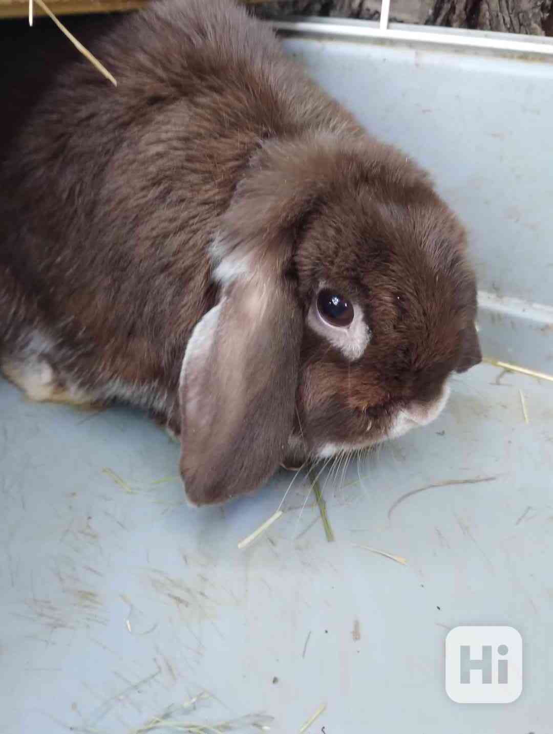 Kralik - foto 1