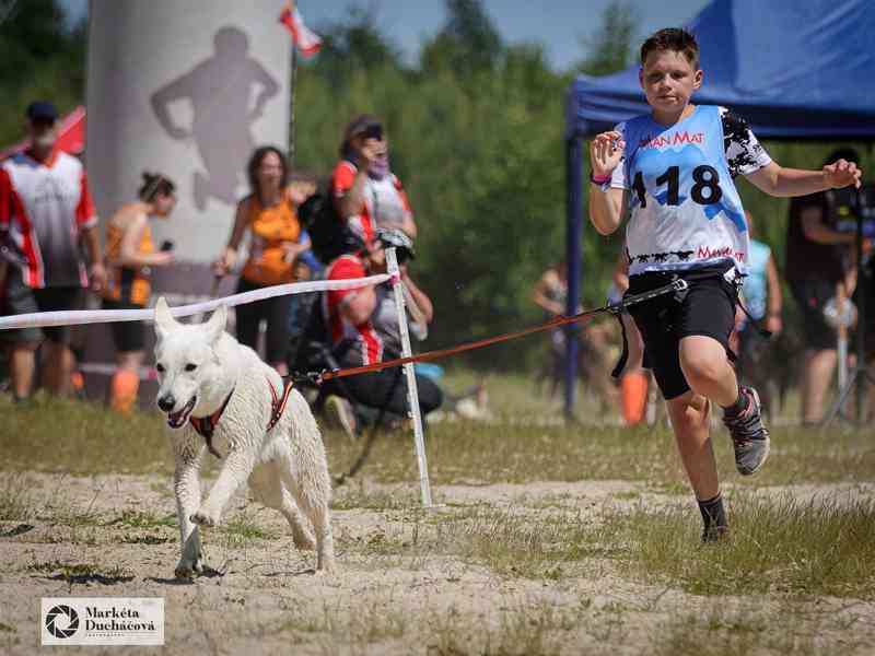 Bílý švýcarský ovčák  - foto 10