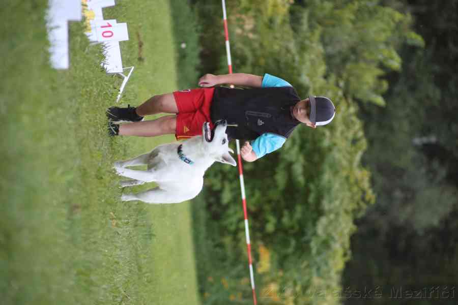Bílý švýcarský ovčák  - foto 12