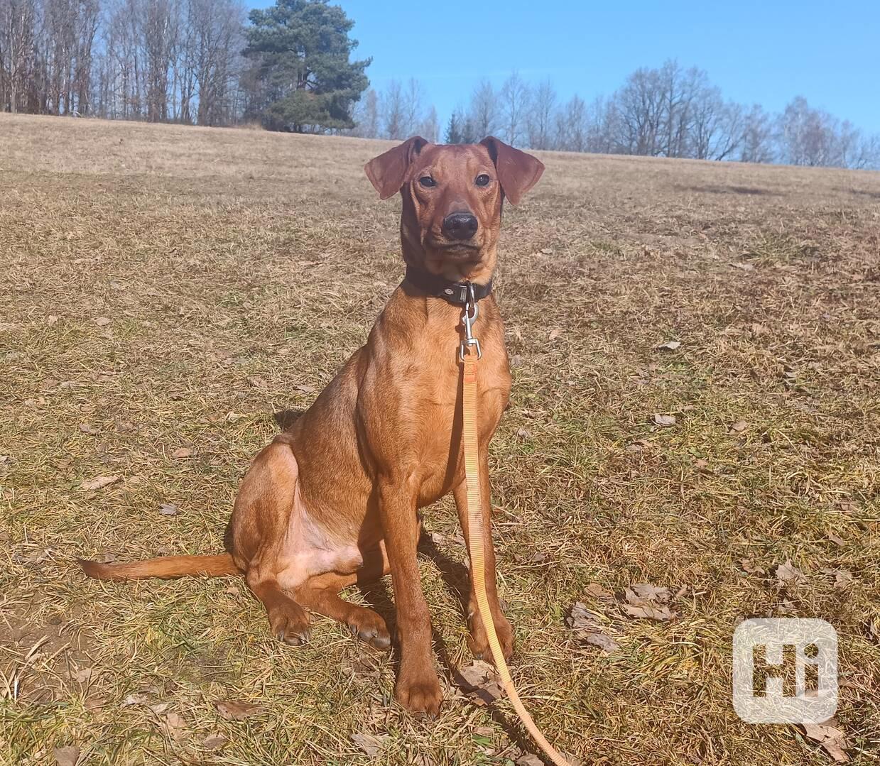 Německý pinč - štěňata s PP - foto 1