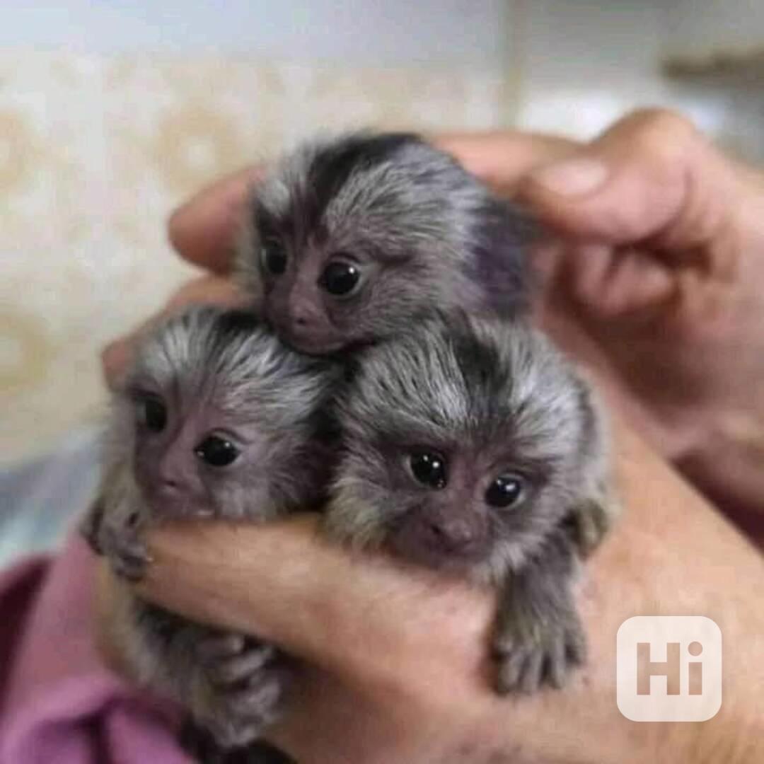 Krásná mláďata marmosetů - foto 1