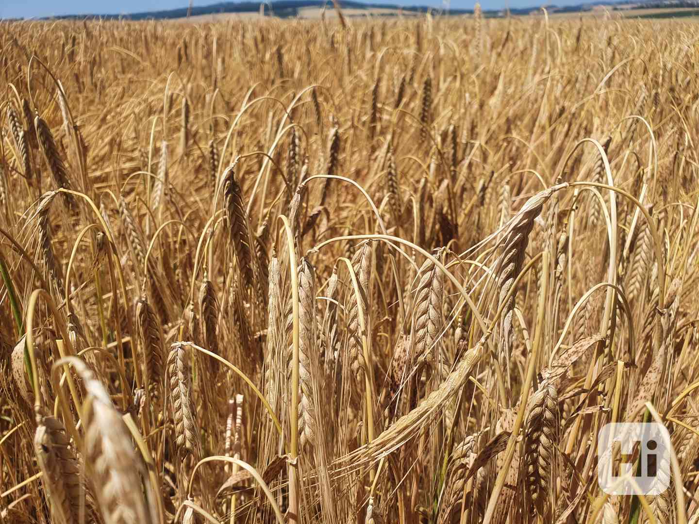 Pšenice 2022 - foto 1
