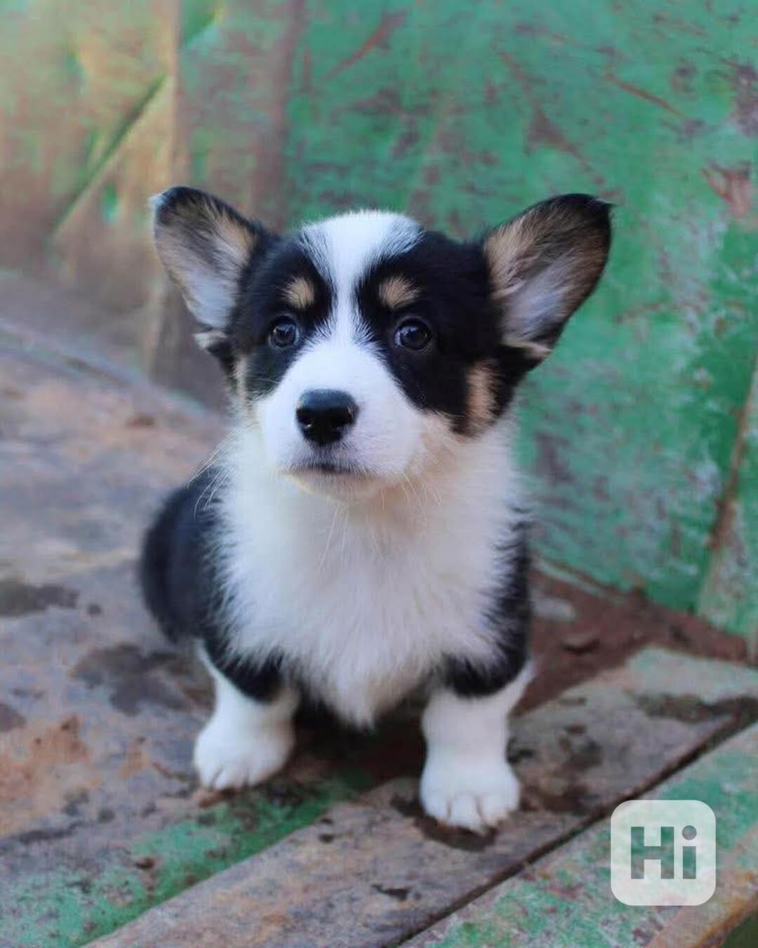 Štěňata corgi Ideální společník pro vaši rodinu - foto 1