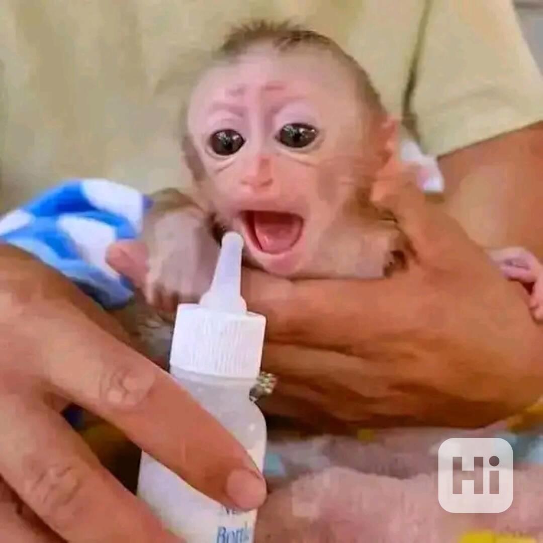  Kapucín hledá nový domov  - foto 1