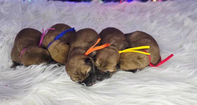 Připraveni k odchodu Poslední holčička japonské Shiba Inu - foto 5