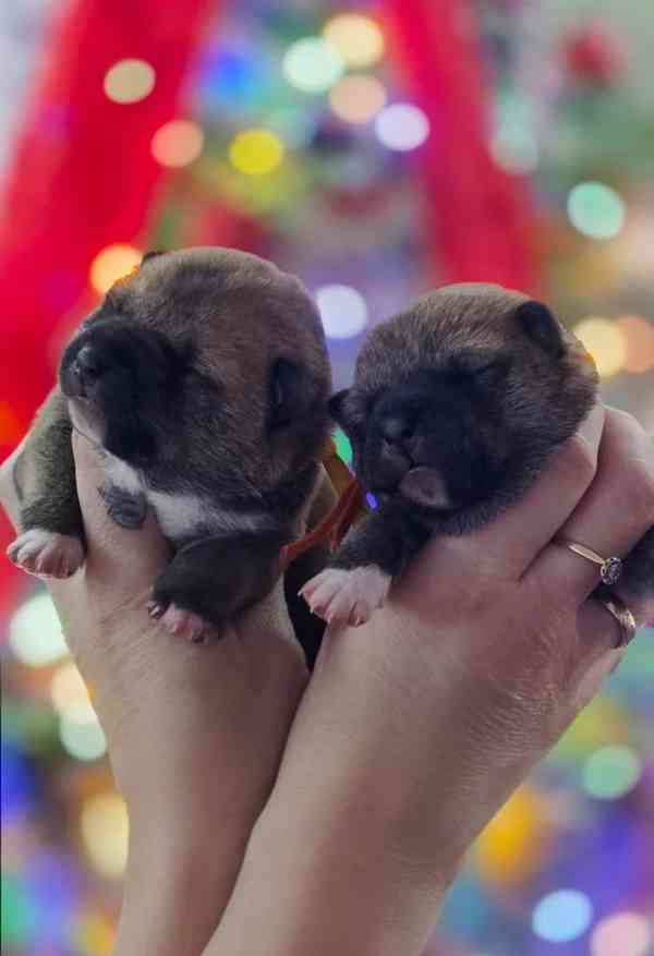 Připraveni k odchodu Poslední holčička japonské Shiba Inu - foto 4