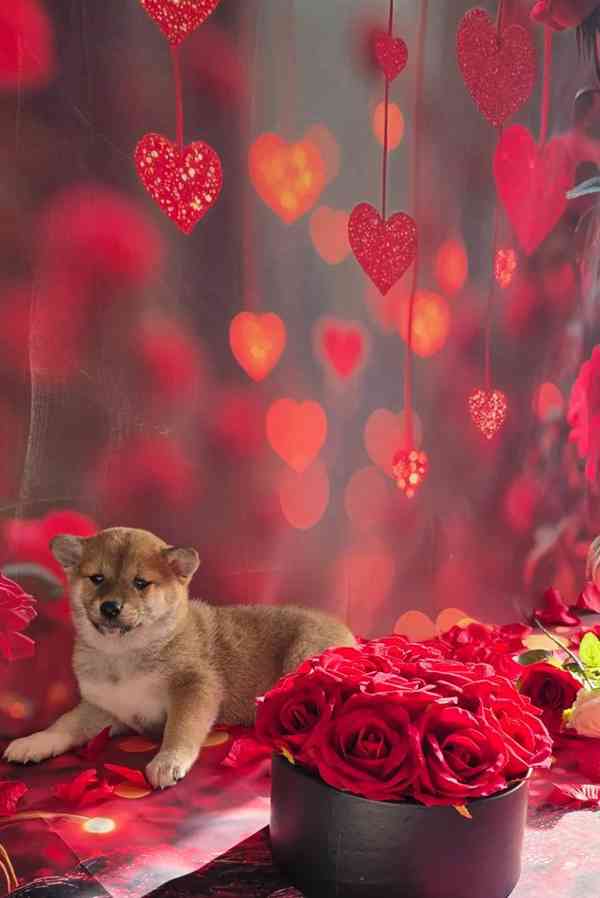 Připraveni k odchodu Poslední holčička japonské Shiba Inu - foto 2