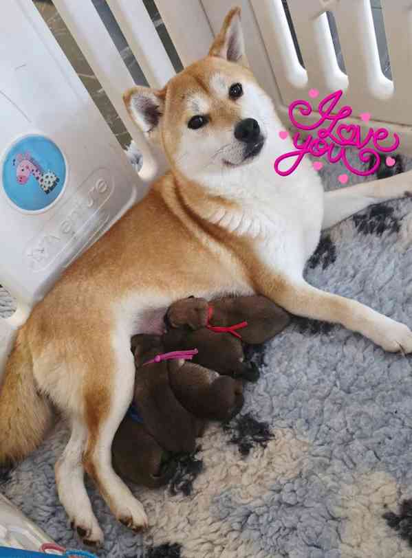 Připraveni k odchodu Poslední holčička japonské Shiba Inu - foto 6