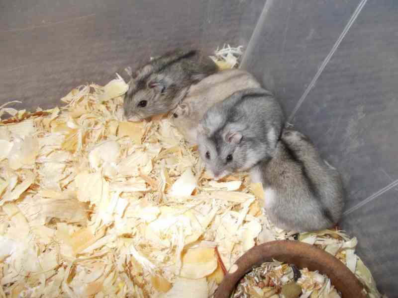 Křečík džungarskžý - foto 2