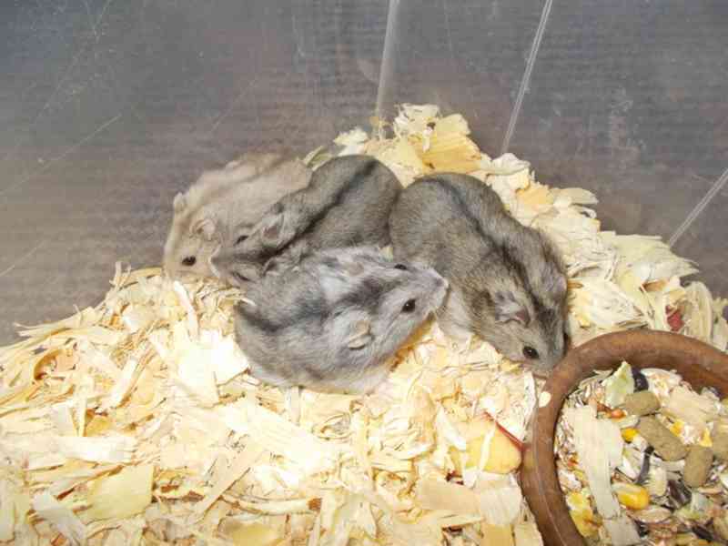 Křečík džungarskžý - foto 3