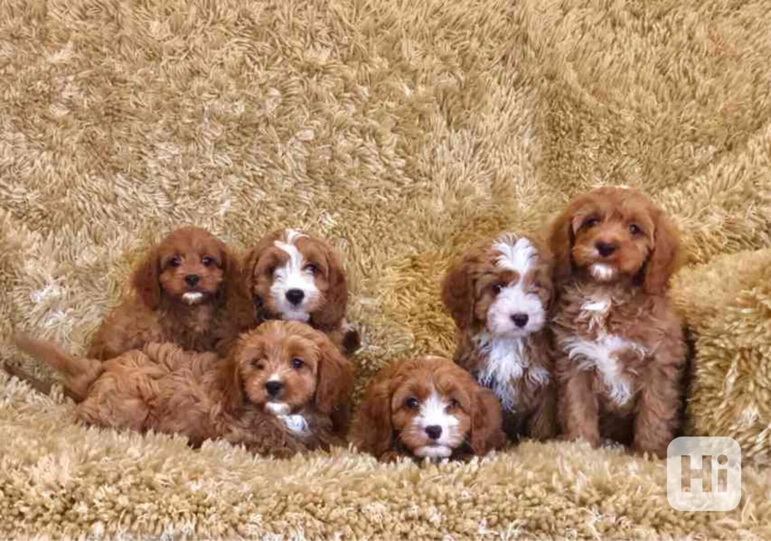 Štěňata pudla k adopci - foto 1