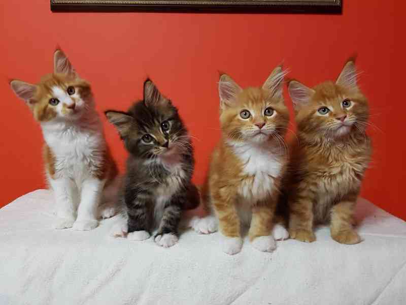 Koťata mainského mývalího plemene k adopci  Koťata mainského - foto 1