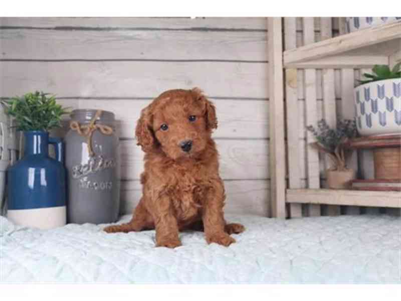 Deep Red Goldendoodles