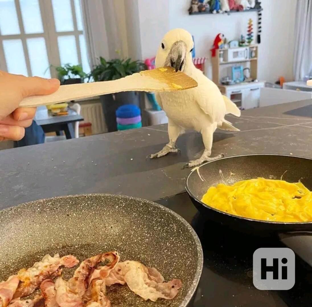 Prodám velmi přátelské papoušky kakadu - foto 1