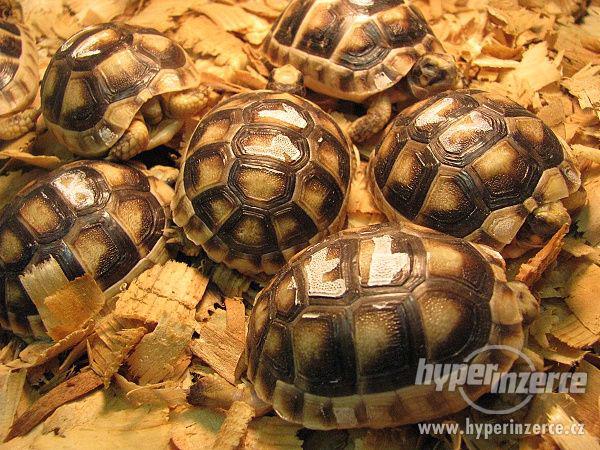Suchozemská želva - super dárek nejen pro děti - foto 2