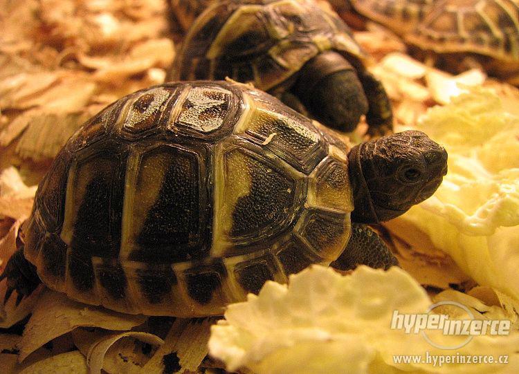 Suchozemská želva - super dárek nejen pro děti - foto 3