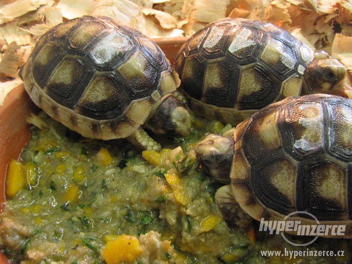Suchozemská želva - super dárek nejen pro děti - foto 5