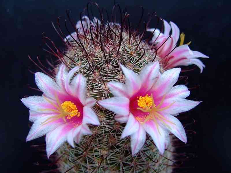 semena kaktusu Mammillaria sheldonii - foto 1