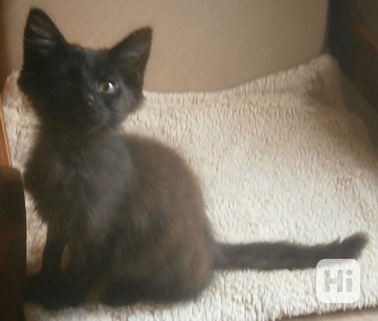 Černý, dlouhosrstý, klidnější 2,5-3měsíční Šimon - foto 1