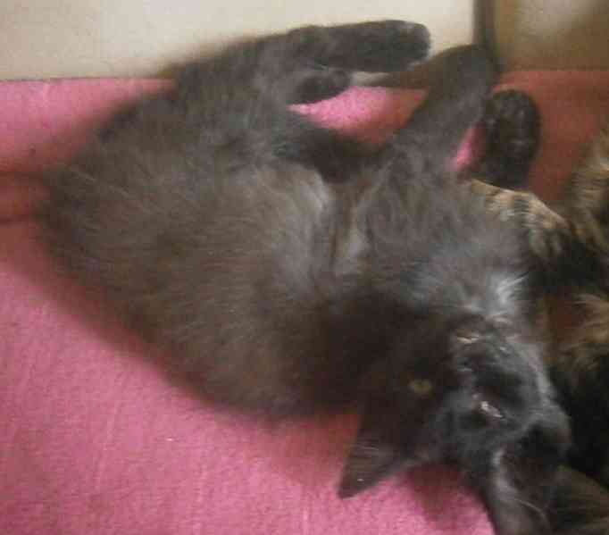 Černý, dlouhosrstý, klidnější 2,5-3měsíční Šimon - foto 2