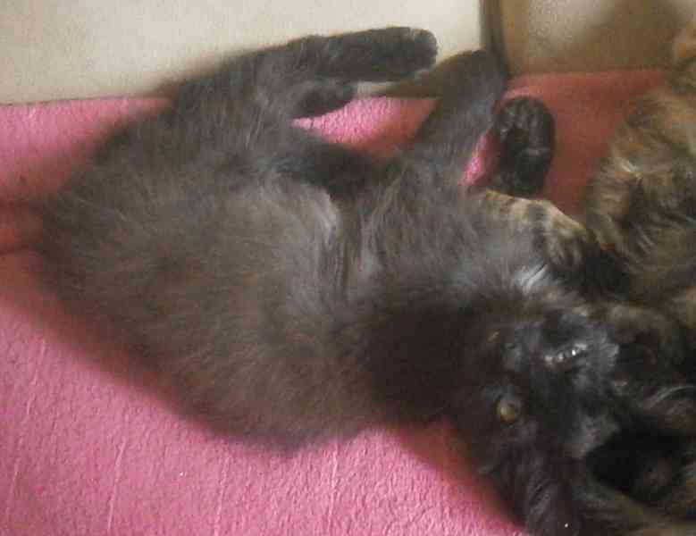 Černý, dlouhosrstý, klidnější 2,5-3měsíční Šimon - foto 3