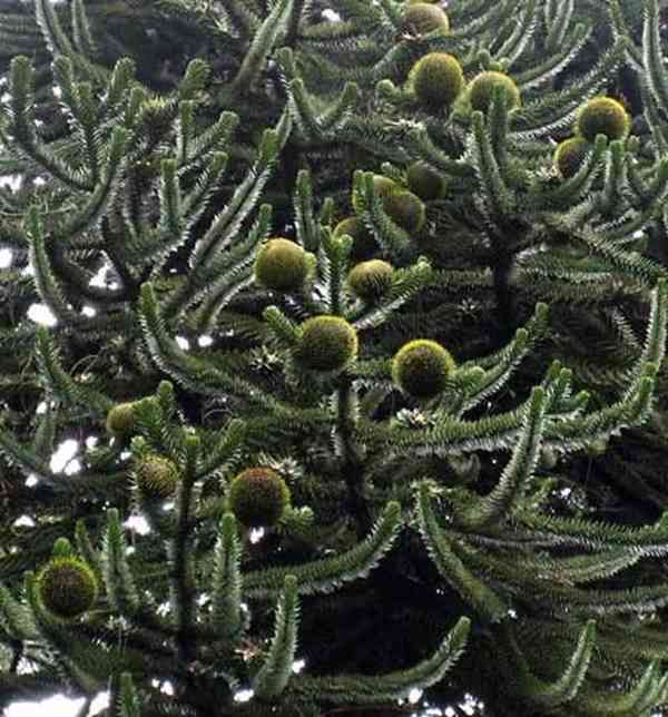 semena Araucaria Araucana - blahočet chilský - 10 ks