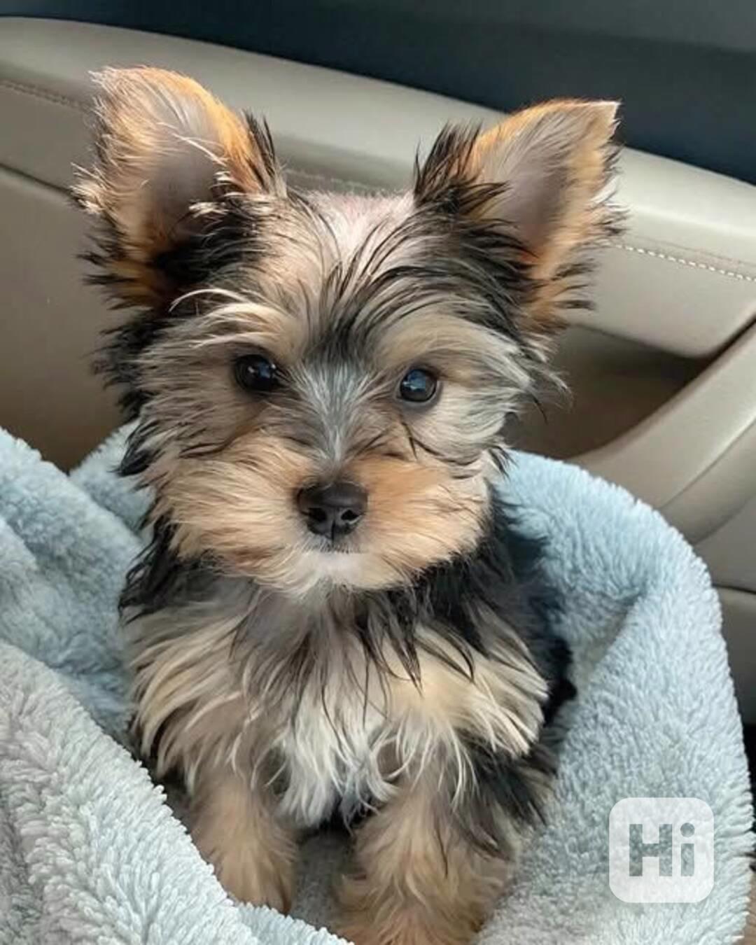 Jorkšírský terier štěňátka k dispozici - foto 1