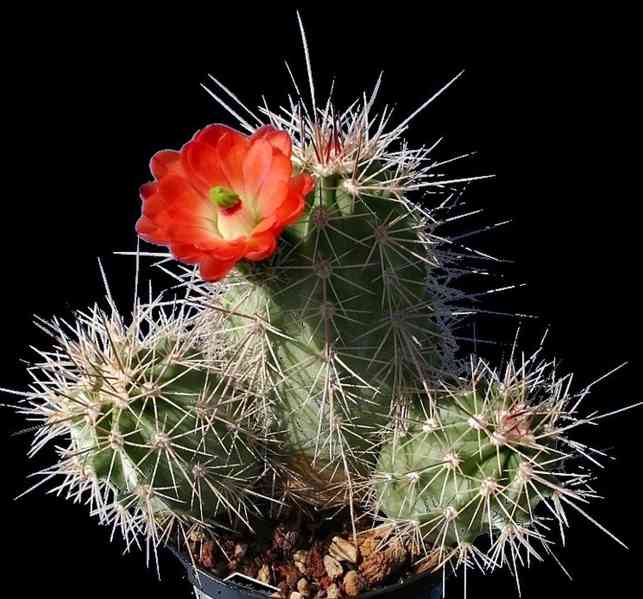 Kaktus Echinocereus triglochidiatus - semena