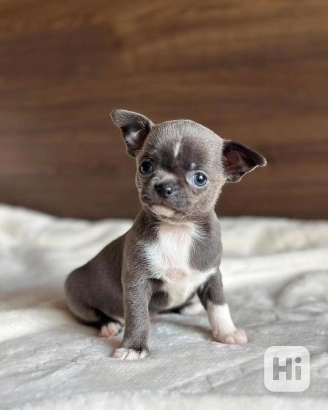 Štěňata čivavy - foto 1