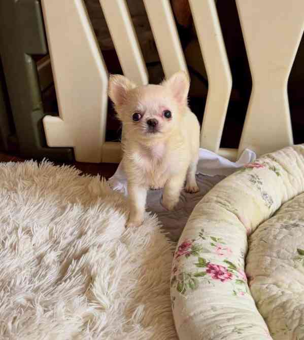 Štěňata čivavy - foto 2