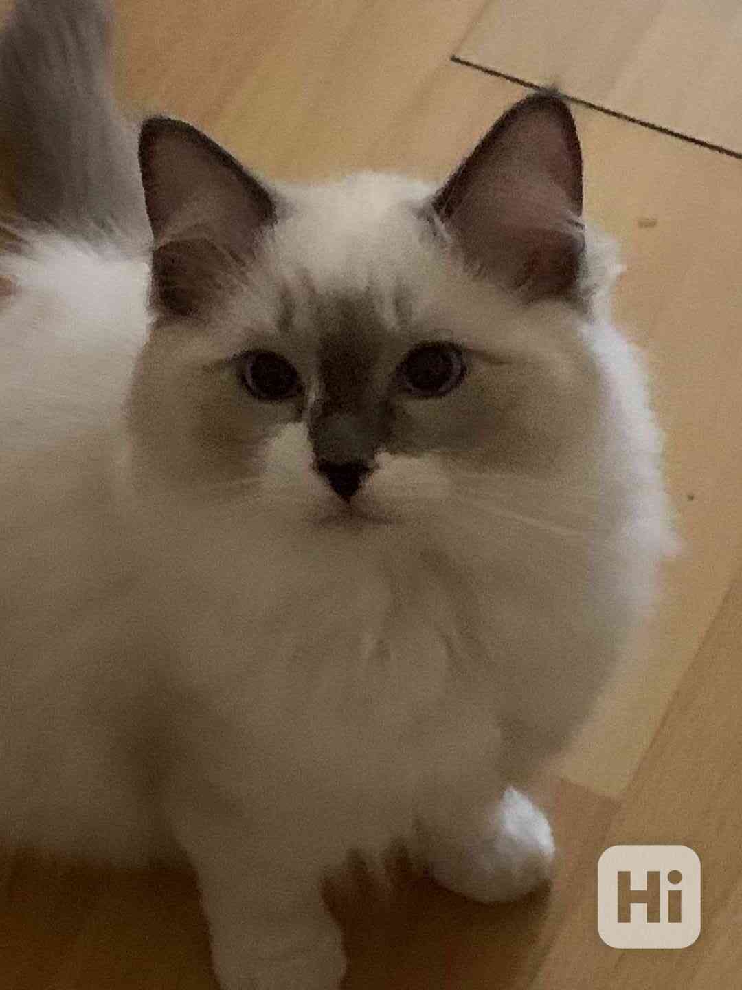 Ragdoll s PP koťata  - foto 1