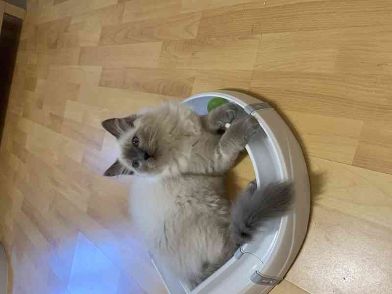 Ragdoll s PP koťata  - foto 2