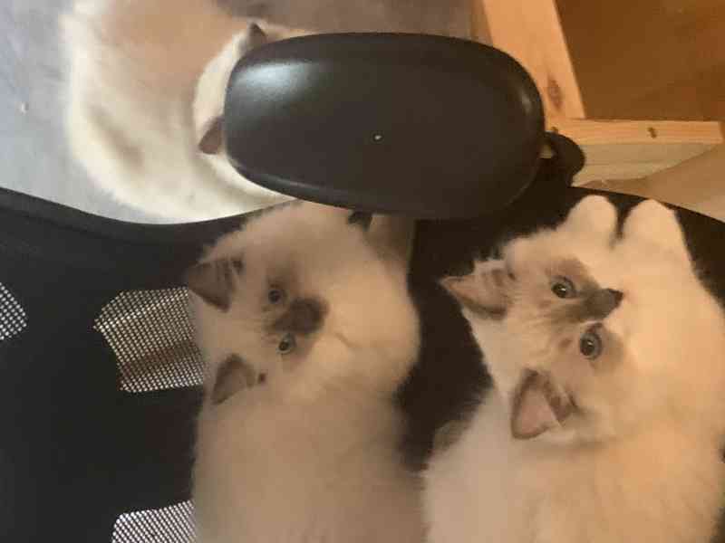 Ragdoll s PP koťata  - foto 4